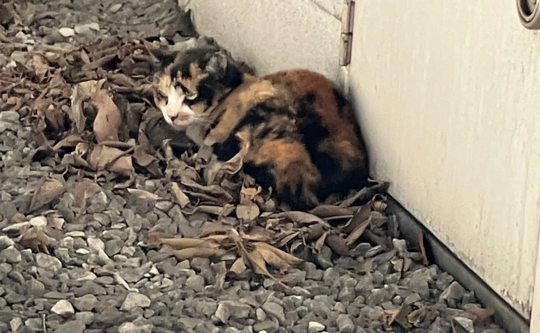 5000円支援コース