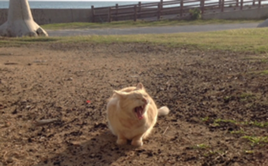 ご支援の全額を石垣島の猫たちのために活用させていただきます。