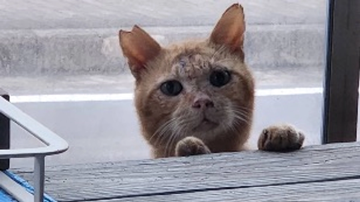 首紐のついた茶トラの男の子part2