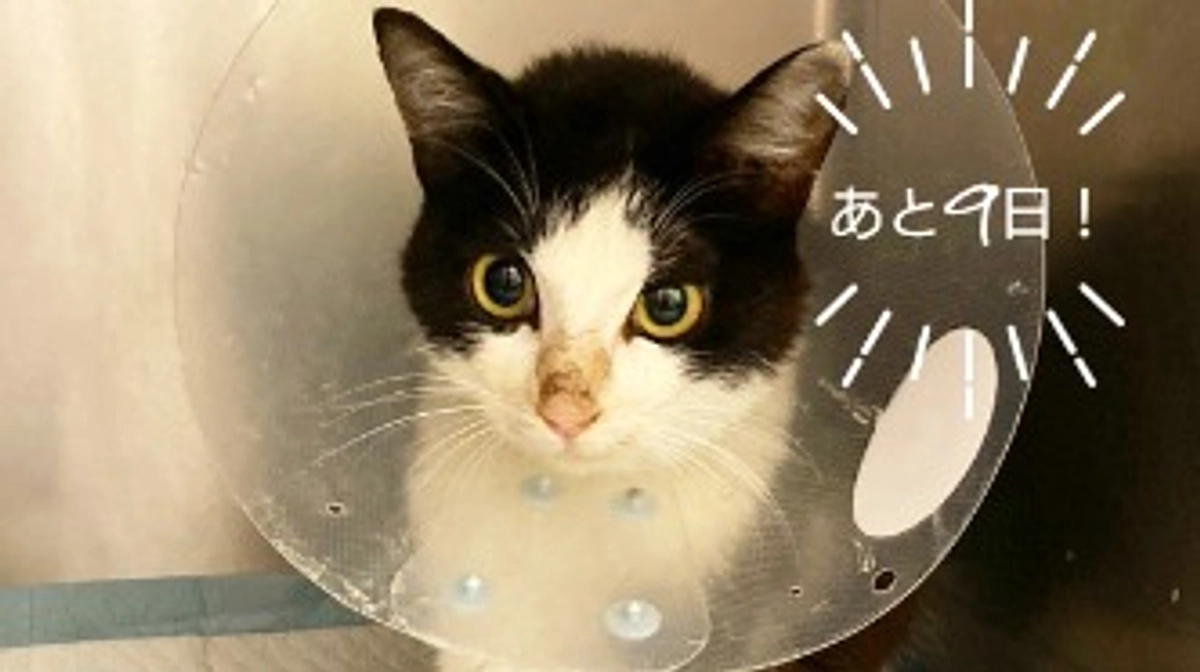 【あと9日！】保護猫ハナくん〜入院中〜