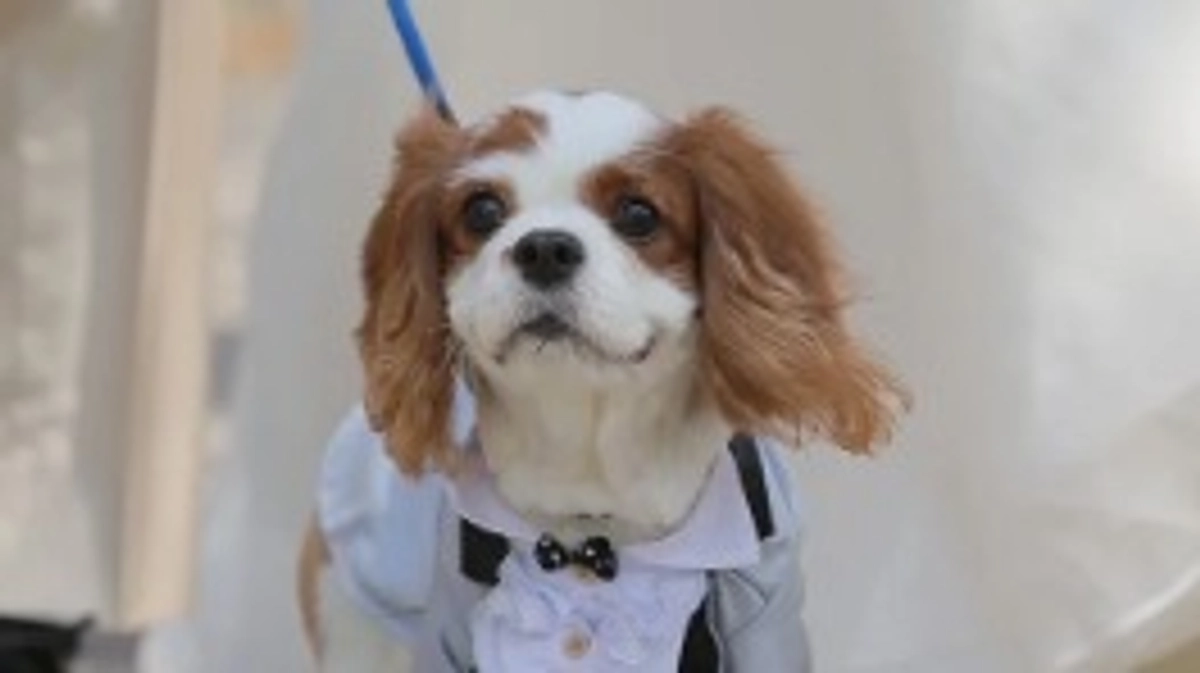 目標達成の御礼と残り募集期間について