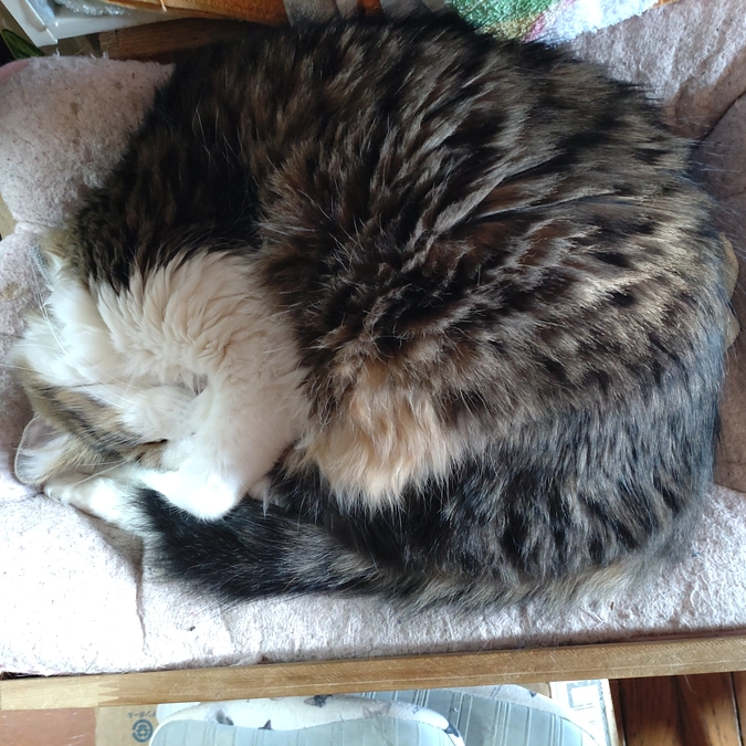 アンモニャイト😍