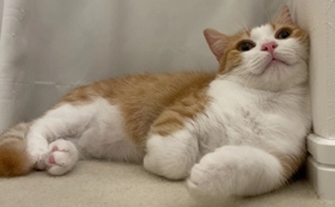 2,000円支援コース