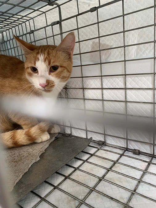 2024.09月度にじのはしSC松山診療所開院