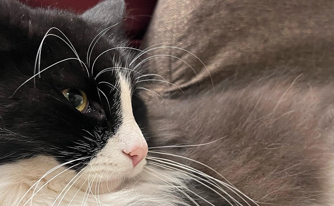 コロちゃん応援！(リターンなし500)