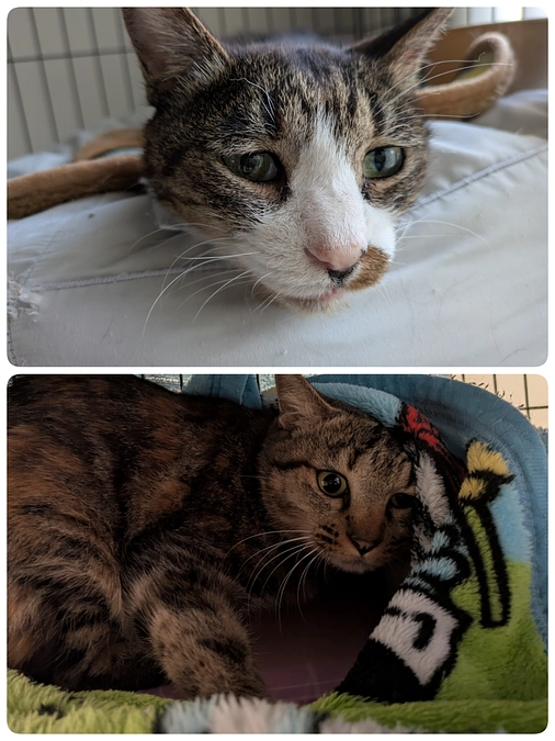 ［むぎちゃん］［もなか君］の医療について