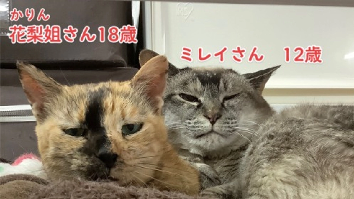 ホームページが新しくなりました！