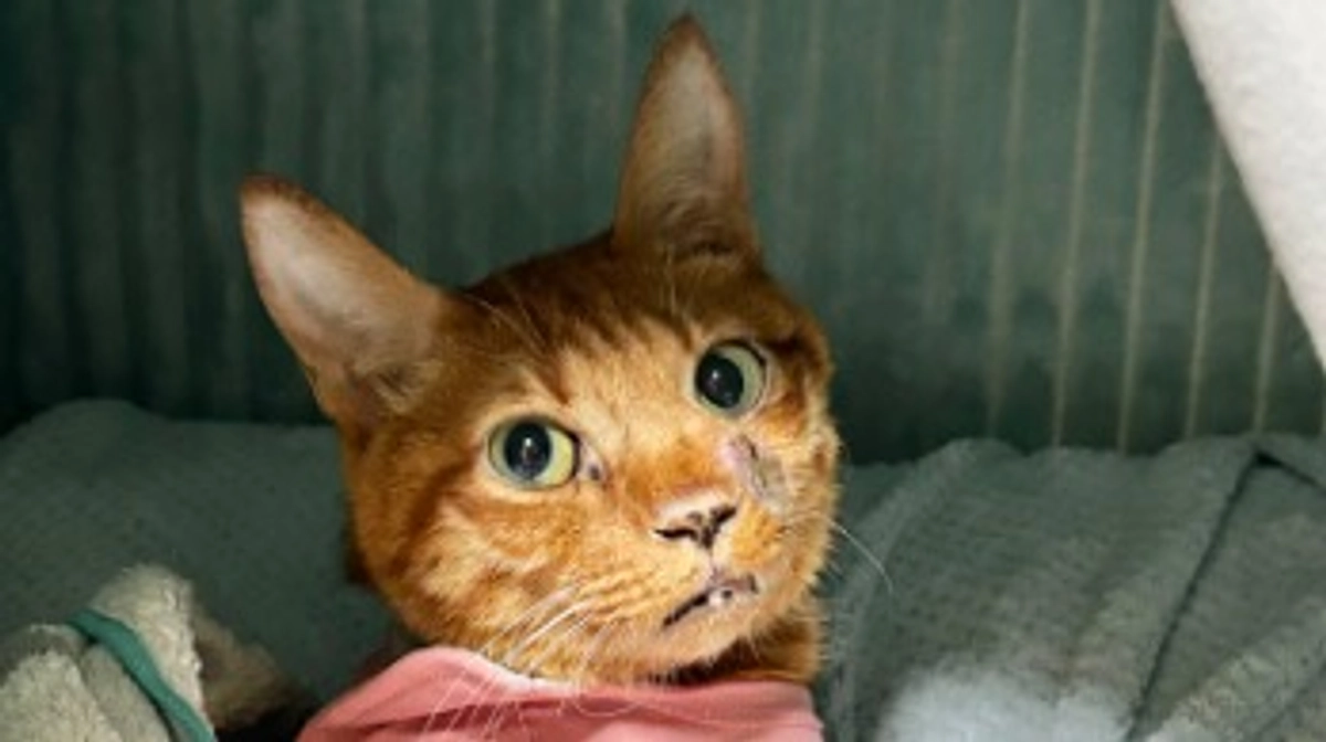 11/17  琥珀の四十九日でした