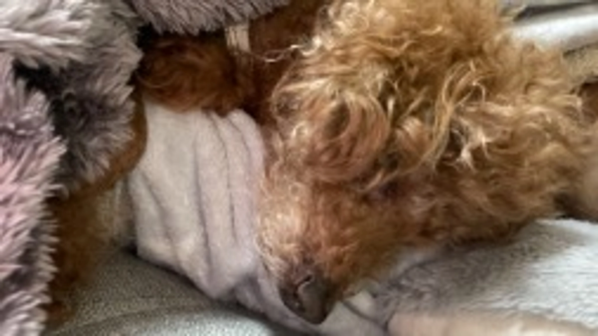 今日のアッシュ