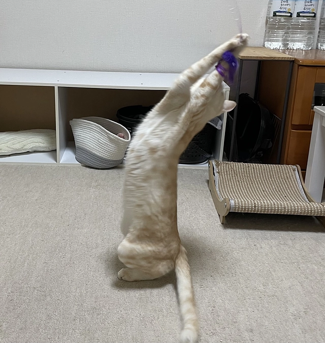 おもちゃでも遊べるようになりした。