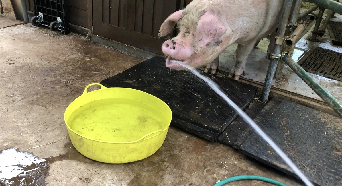 ともちゃんの今…スタッフの本音