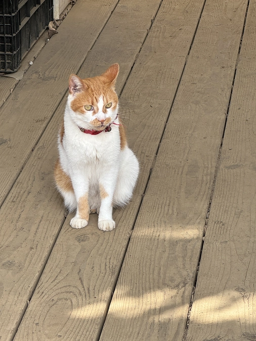 地域の皆さまとの連携　〜可愛い猫達のお出迎え〜