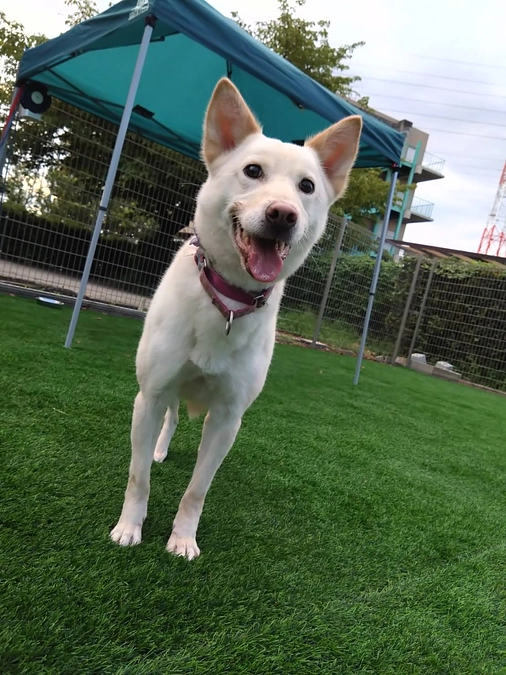 保護犬マリーとルチルの成長