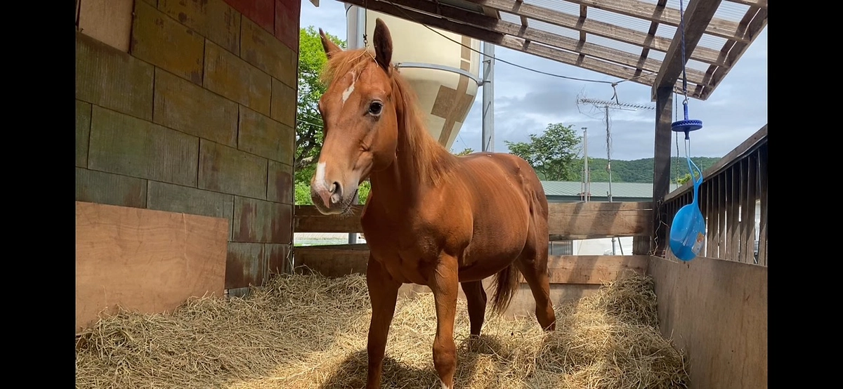 YouTubeに動画を公開しています。