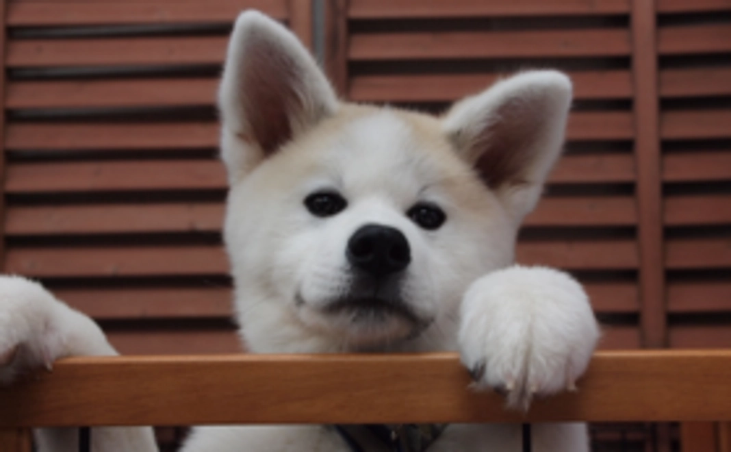 お気持ちコース：3千円