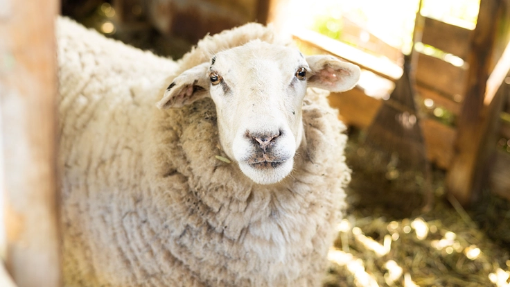 もったいない！使われていない日本産羊毛を活用したい