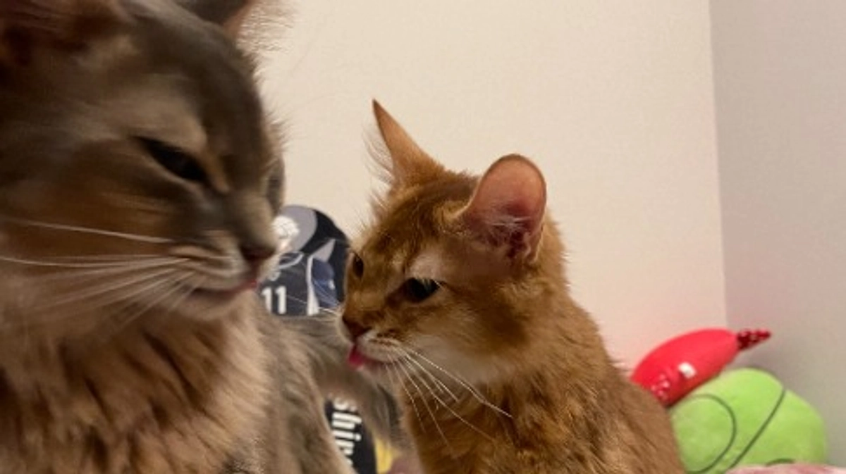 ★2023年11月17日：投薬59日目★