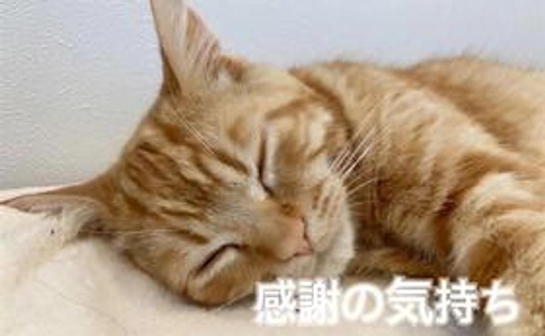 リターン不要のむぎへのご支援（3,000円）