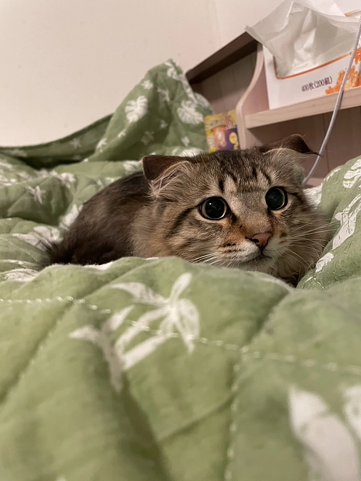 投薬再開20日目のちゃむ