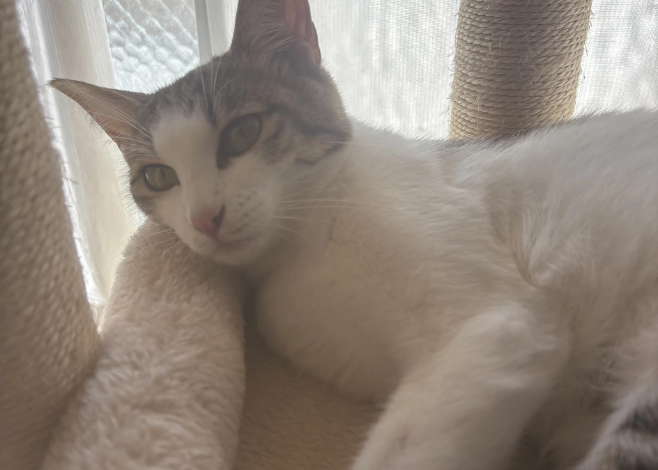 投薬29日目のご報告