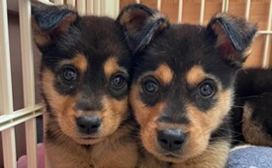 MikiJapanサポーター3000円コース