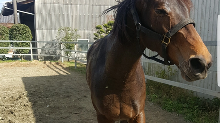 華やかな競馬の引退後…処分される多くの馬を1頭でも助けたい!