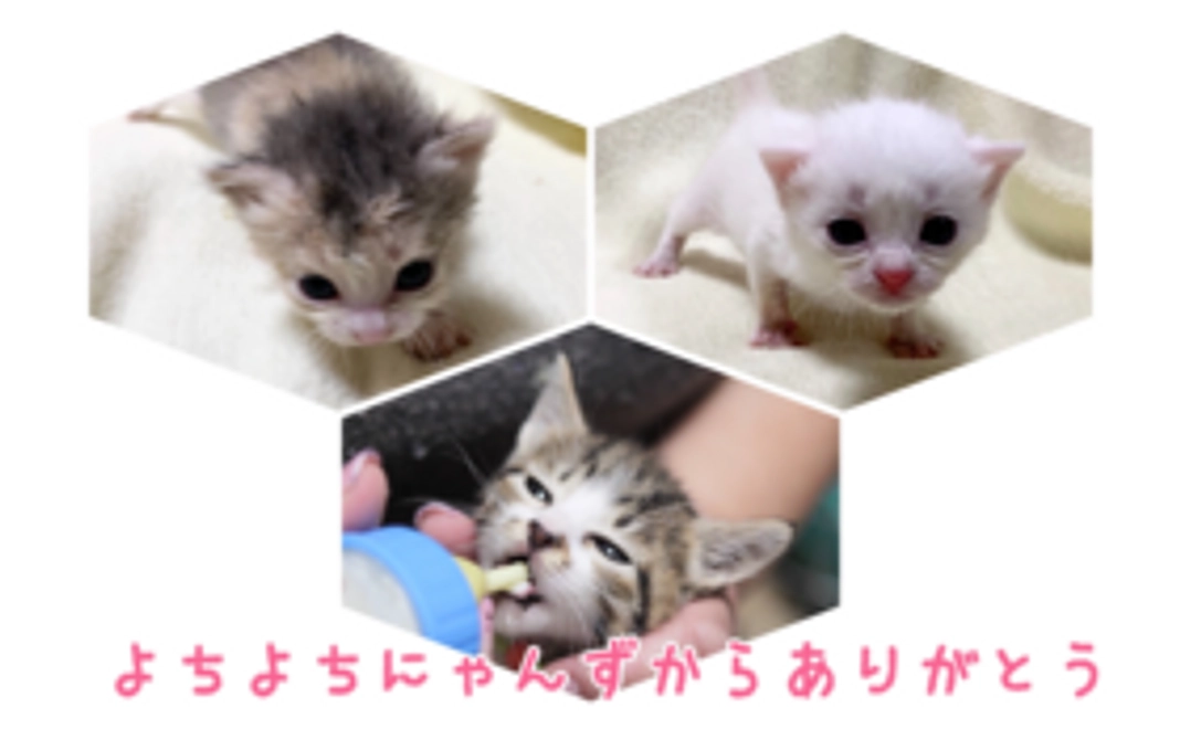 よちよちにゃんずからありがとう