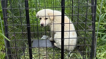 〜命を繋ぐ〜全国殺処分ワーストの香川県にシェルター開設！ のトップ画像