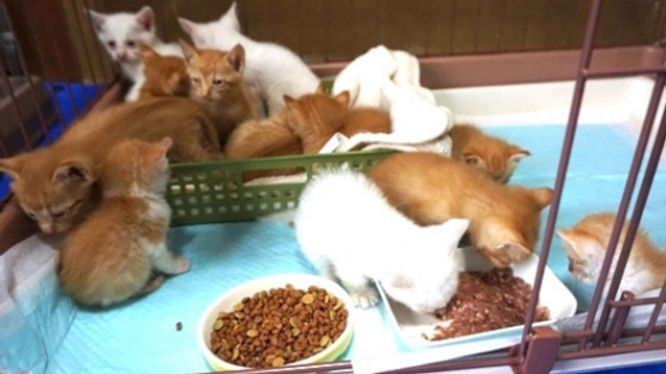 保護猫シェルター兼譲渡型ハワイアン猫カフェをオープンさせたい