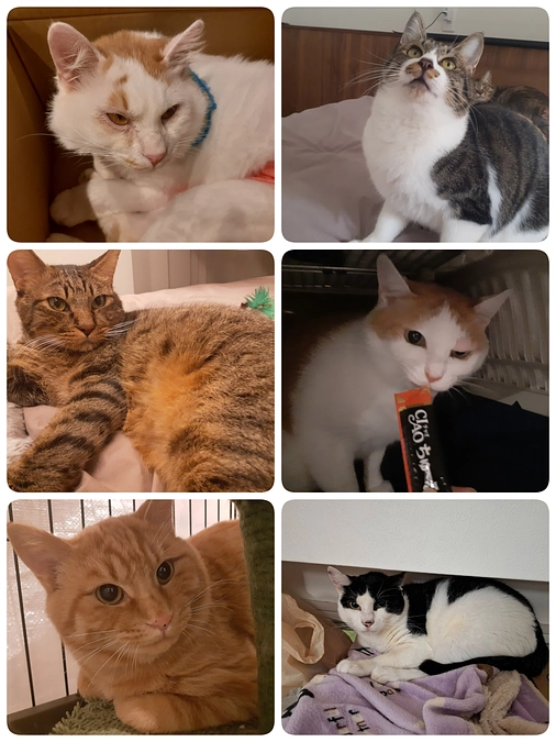 6匹の医療の報告