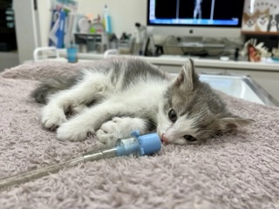 もう待てない‼️