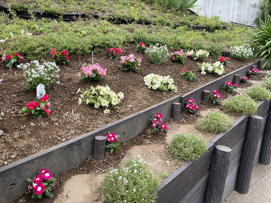 リラのいえ色の花壇ができました