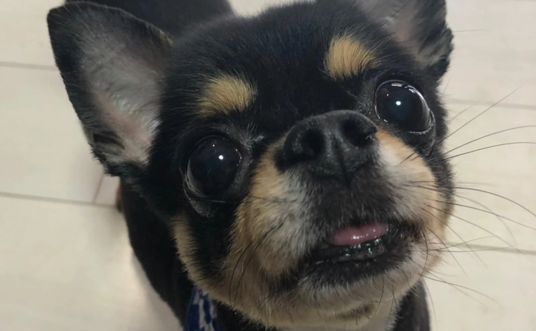 ぽんちょを助けてください1