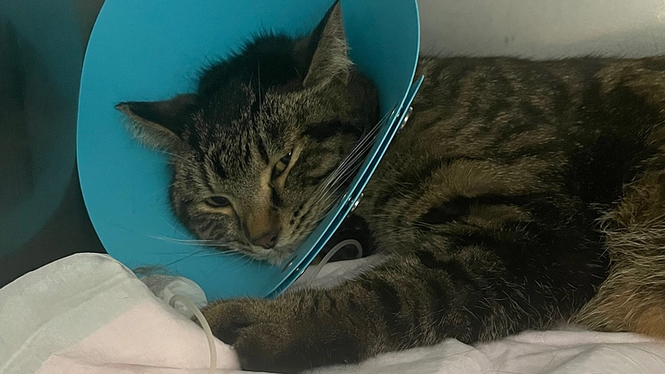 【助けてください】心筋症で両下肢麻痺状態の元保護猫の男の子です