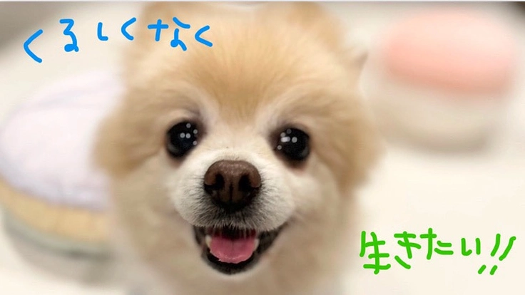 保護犬クッキーに温かい余生を！心臓外科手術の支援をお願いします！！