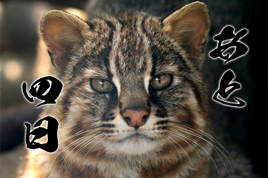 やべっちの野生個体ベストショット2025秋第4位