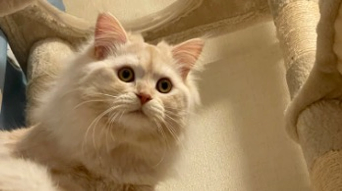 今日のトキ☔️⛄️