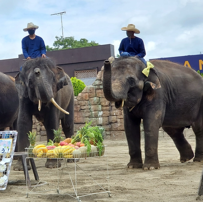 オスゾウ「結希」に誕生日プレゼントのフルーツを贈れるリターン期間限定追加！