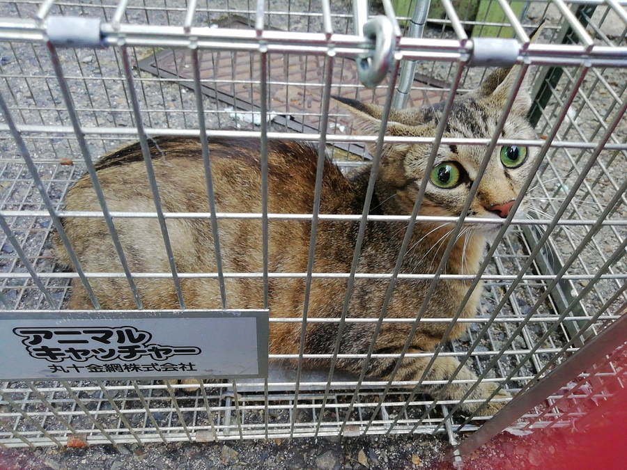 母猫を１匹捕獲しました。