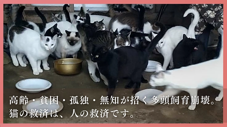 多頭飼育崩壊に歯止めを!行政施設内に「不妊手術専門病院」の開設へ 3枚目