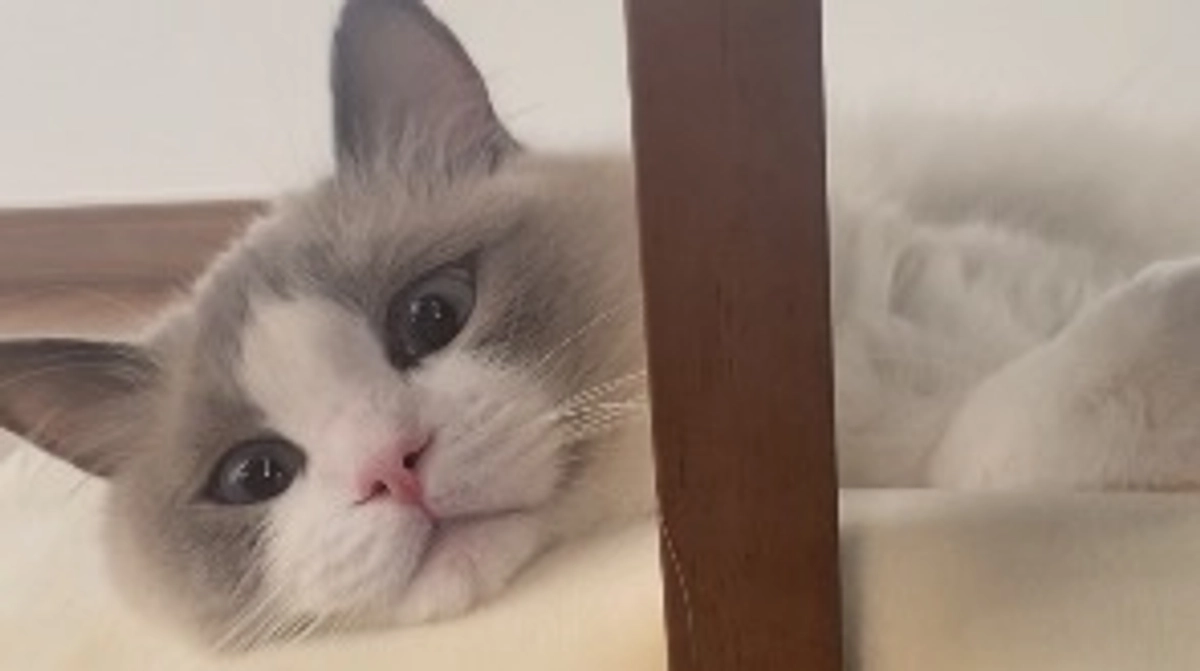 FIP経過観察22日目