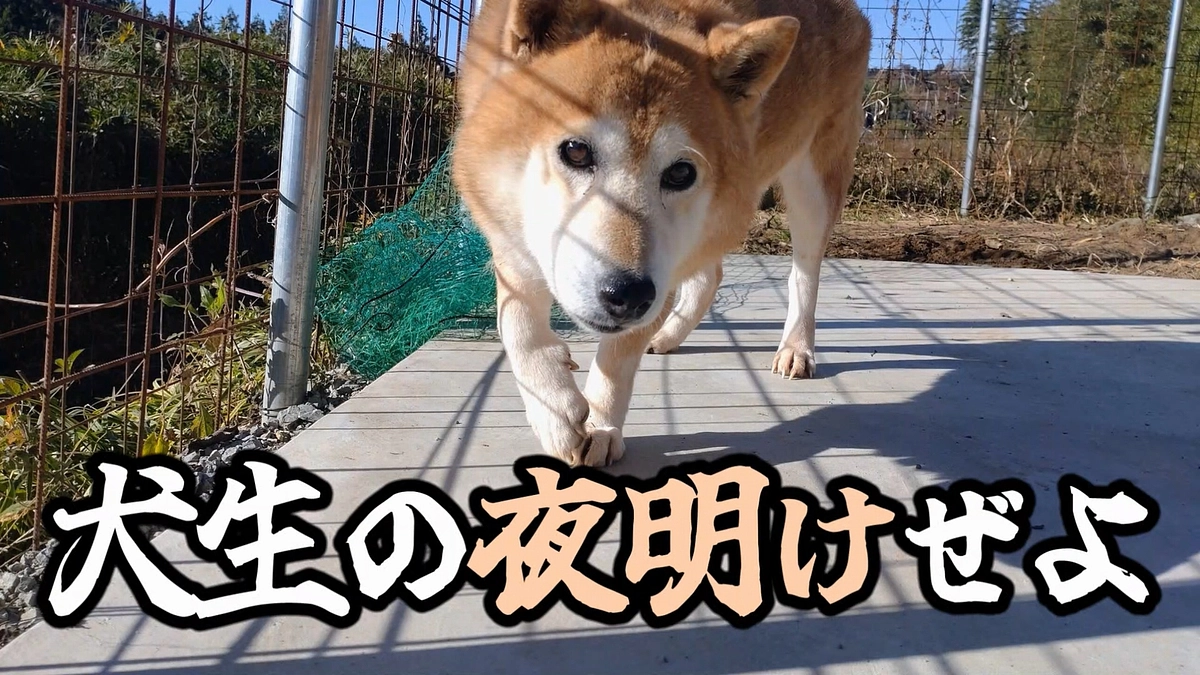 新たに柴犬を保護致しました