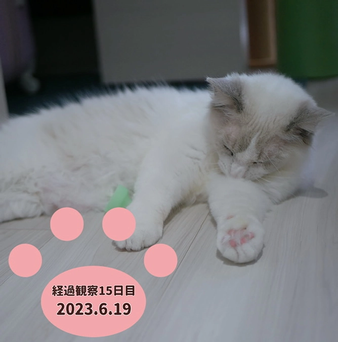 経過観察15日目(2023.6.19)