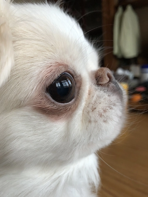 残り26日🐶‼️