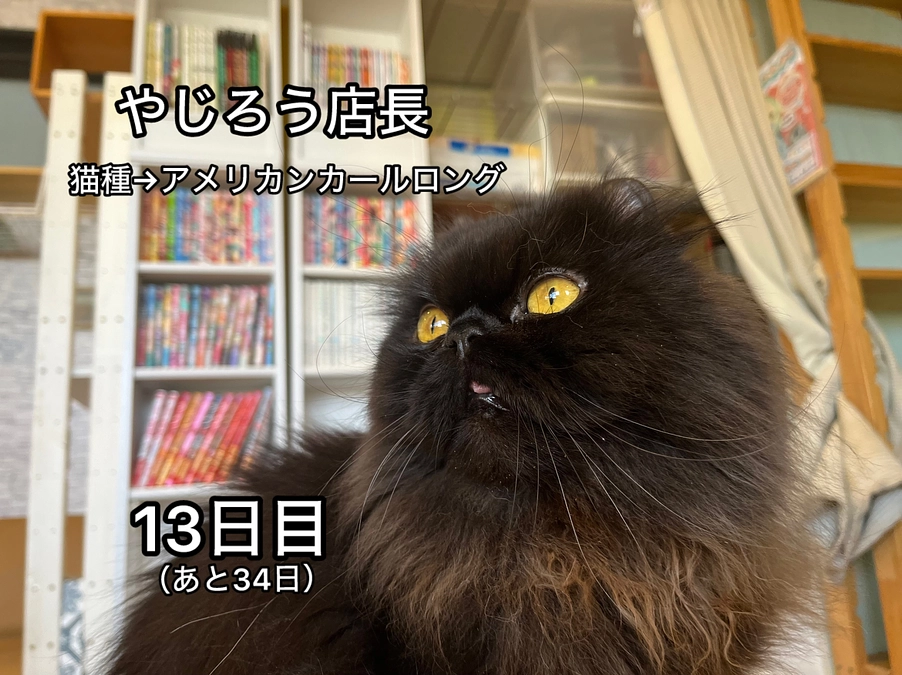 目標の35％に到達しそうです！＆里親さん募集中の猫たち其の５