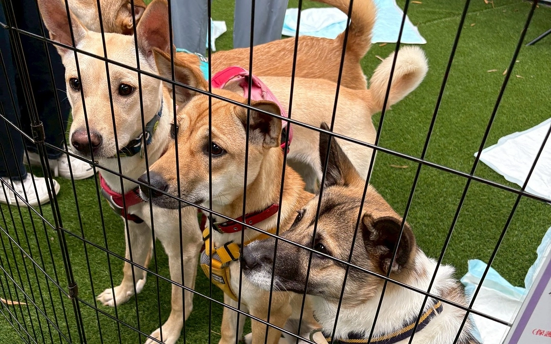 5月18日　譲渡会を行いました