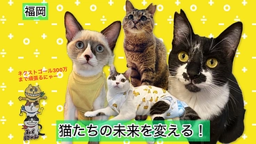 無料不妊去勢手術でＴＮＲ活動を加速させ、不幸な猫のいない未来を！