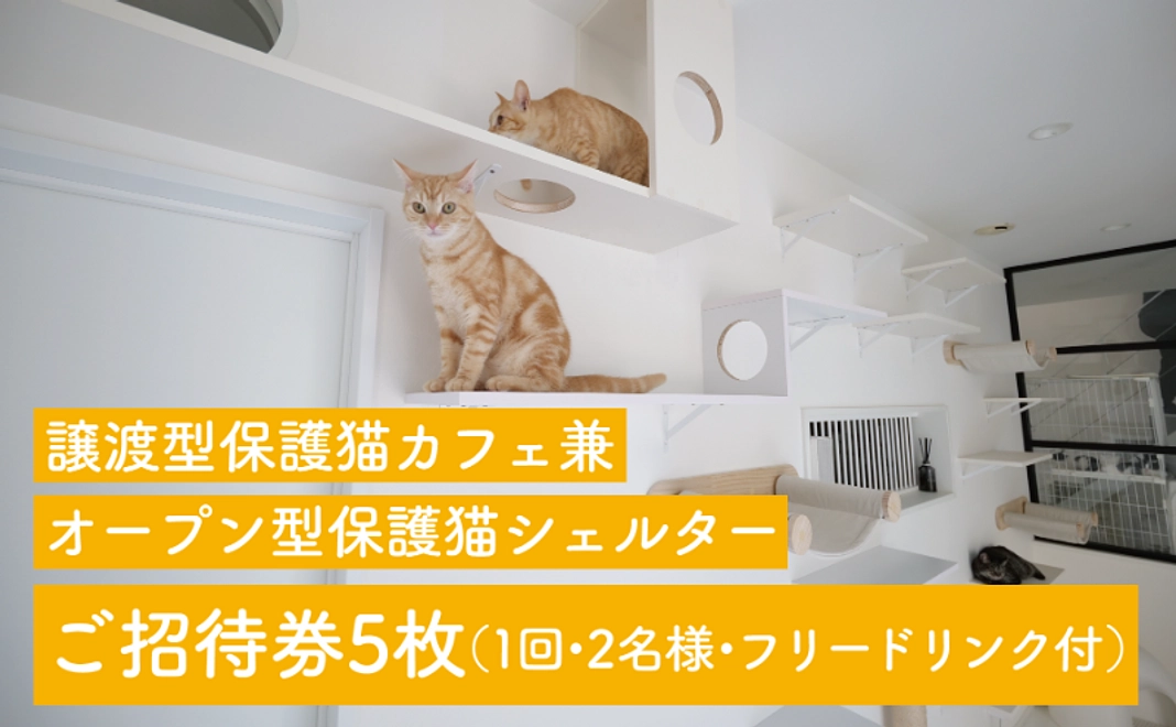 譲渡型保護猫カフェ兼オープン型保護猫シェルターご招待コース|3万円