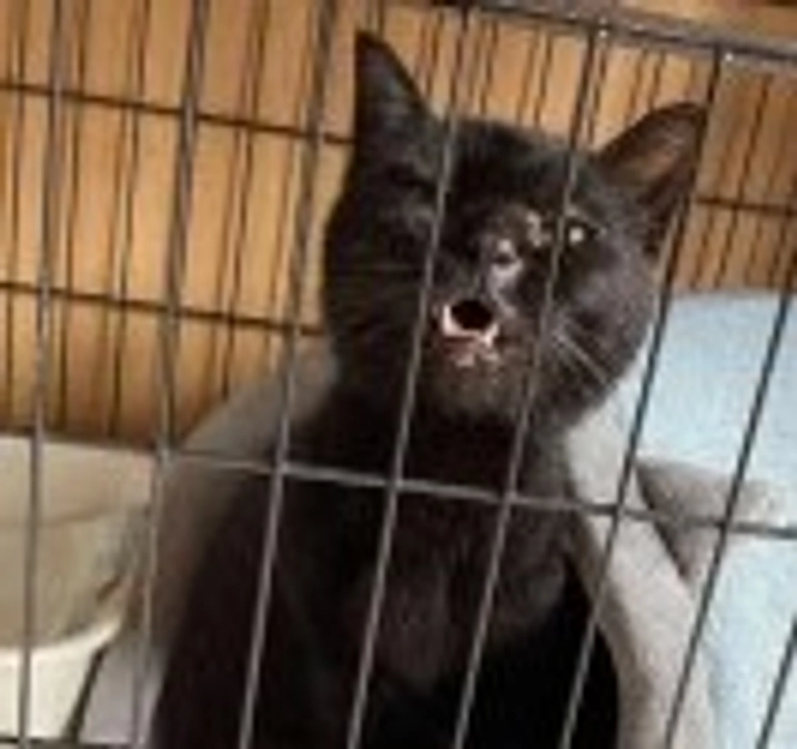 ２にゃんで正式譲渡　｜　保護現場から　｜　保護猫ニューフェイスちゃん達　｜　おかげさまで