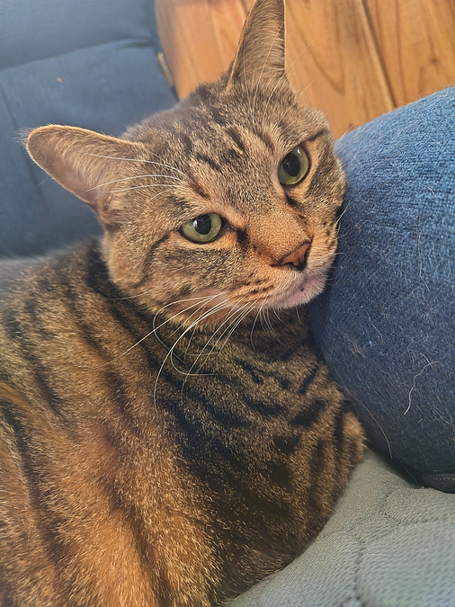 今日の保護猫ちゃん